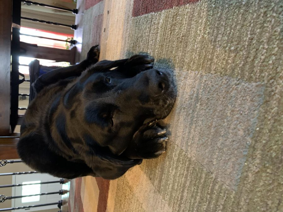 The Letcher family dog relax under the table. During a slow day during of quarantine. Photo by Cameron Letcher 